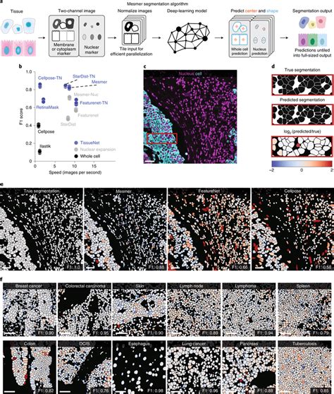 Mesmer Delivers Accurate Nuclear And Whole Cell Segmentation In