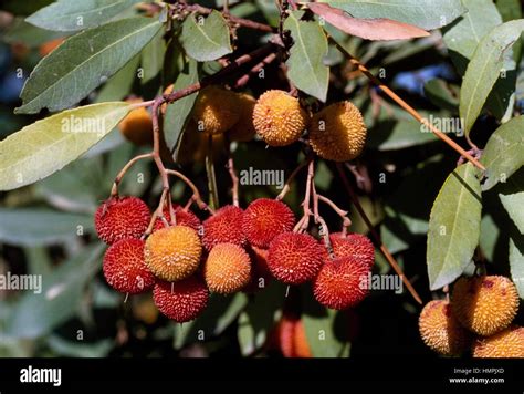 Strawberry Tree Arbutus Unedo Ericaceae Stock Photo Alamy