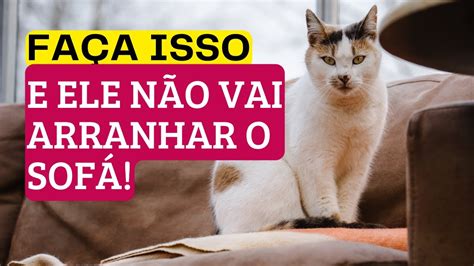 Gato Arranhando O Sofá 7 Passos Simples Para O Seu Gato Não Arranhar O