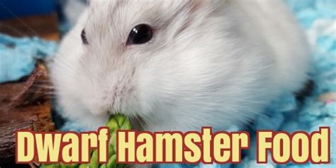 The Best Dwarf Hamster Food & Treats - What Do Dwarf Hamsters Eat