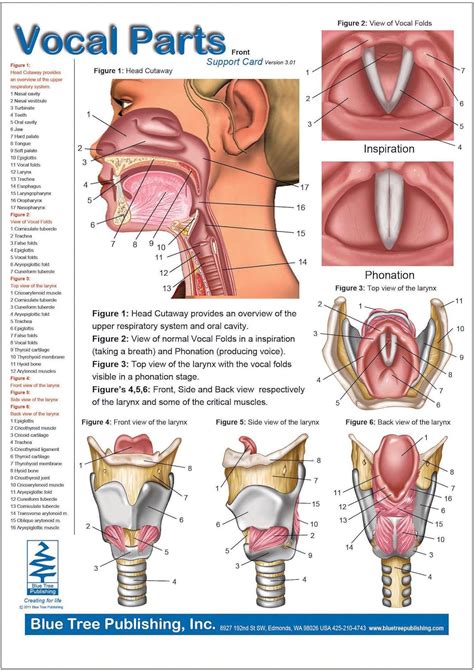 Anatomical Chart For Vocal Parts With Larynx Vocal Fold ID SLP