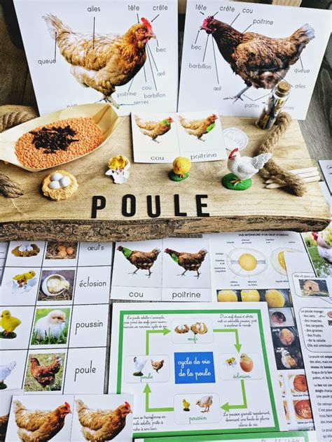 Cycle De Vie De La Poule Jeux Montessori