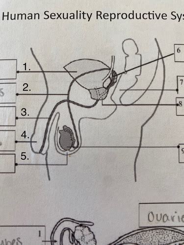 Psychology Of Human Sexuality Reproductive System Flashcards Quizlet