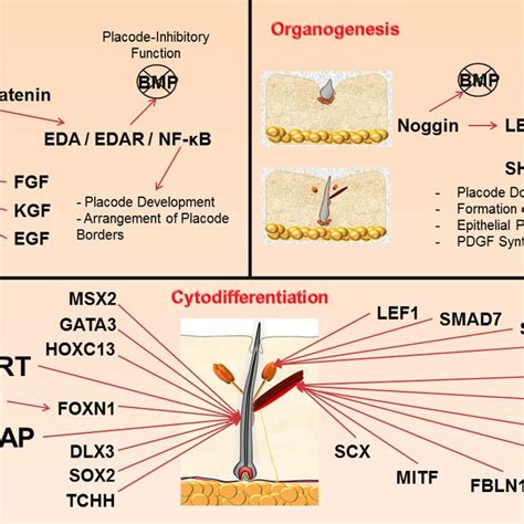 Pdf Effective Genes On Hair Follicle Growth