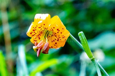 Yellow Flower With Red Spots Blooms Stock Image Image Of Flower