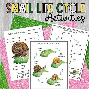 Snail Life Cycle Worksheets Beautiful Watercolor Snails TPT