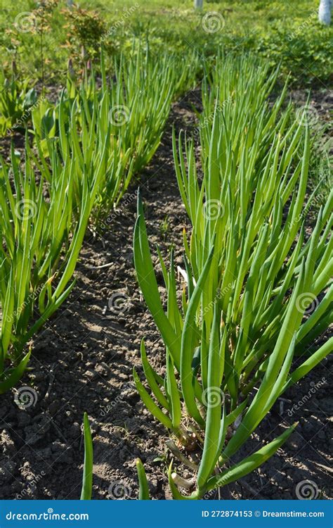 Allium Fistulosum Leaves The Welsh Onion Also Called Bunching Onion