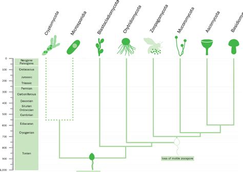 Figure From State Of The World S Fungi Fungal Tree Of