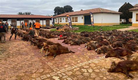 Muchísima cantidad de jabalíes 227 cobrados no exenta de calidad en