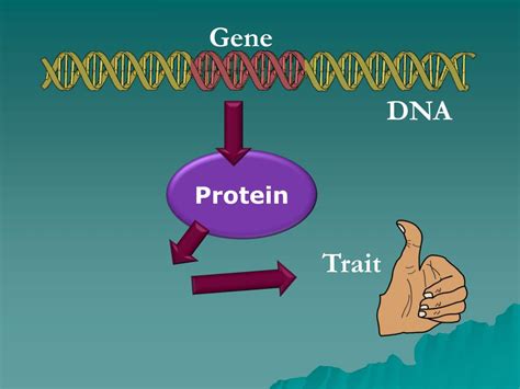 Ppt Protein Synthesis Powerpoint Presentation Free Download Id 5711285