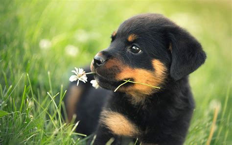 Rottweiler Puppies Wallpapers Top Free Rottweiler Puppies Backgrounds