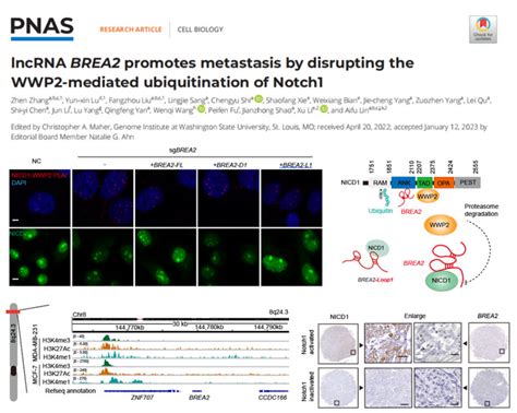 Publication In PNAS By Prof LIN Aifu S Laboratory Institute Of