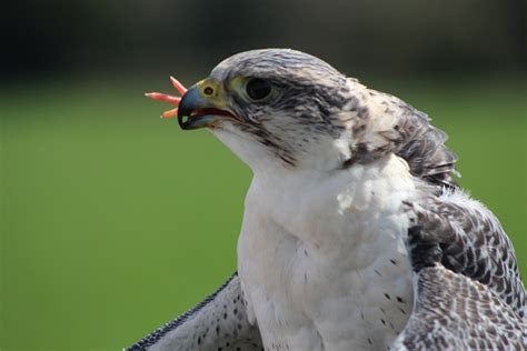 Falcon Bird Of Prey - Free photo on Pixabay