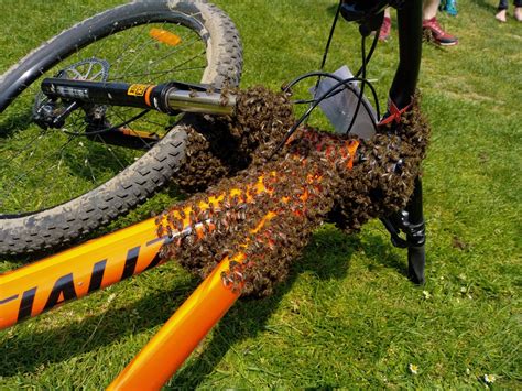 Somme un essaim dabeilles prend possession du vélo dune promeneuse