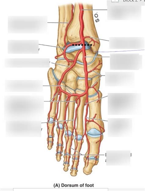 Vasculature Of The Dorsal Foot Diagram Quizlet