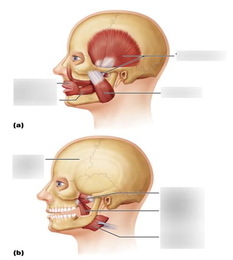 Muscles Of Mastication Diagram Quizlet