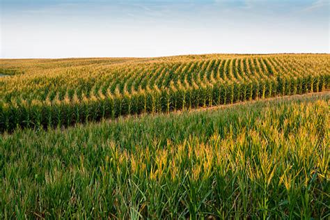 Iowa Corn Field Stock Photos Pictures And Royalty Free Images Istock