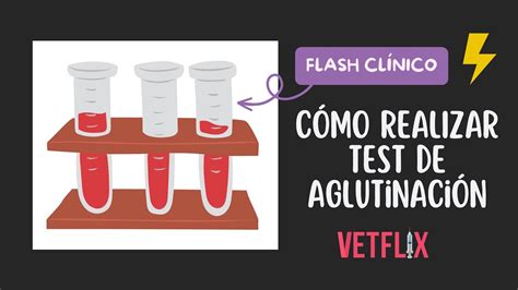 CÓMO REALIZAR test de aglutinación Flash clínico veterinario YouTube