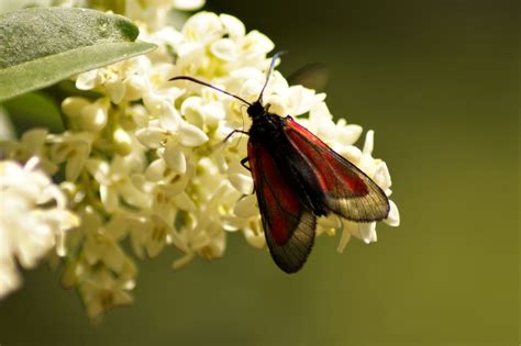 Platterbsen Widderchen Zygaena Osterodensis Platterb Flickr