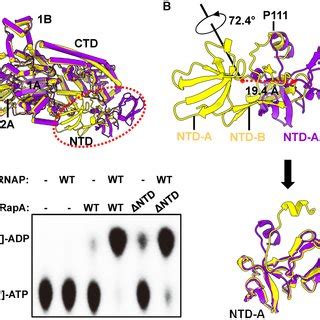 Rapa Ntd Undergoes A Major Conformational Change Upon Binding To Rnap