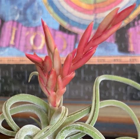 Tillandsia Caput Medusae Bromelia Bcn