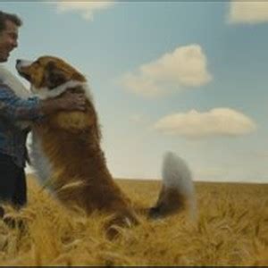 A Dog's Journey - Rotten Tomatoes