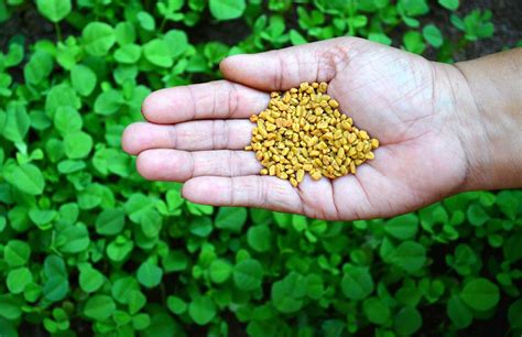 How To Use Fenugreek Seeds And Leaves