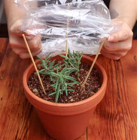 How To Propagate Lavender From Cuttings Step By Step With Photos Artofit