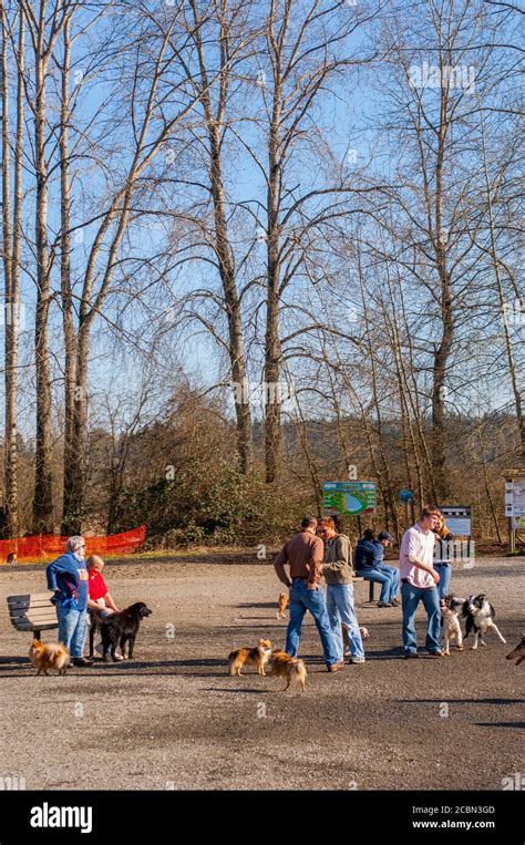 People With Dogs At The 40 Acre Off Leash Dog Park In Marymoor Park