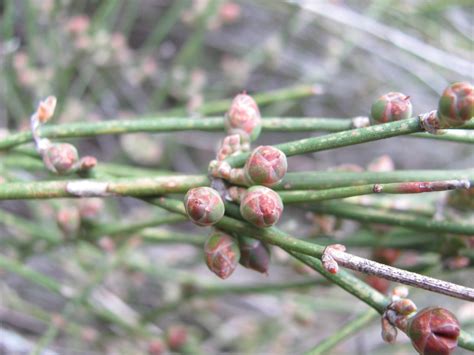 Gnetophyta Ephedra