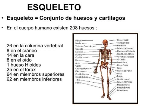 Huesos Del Cuerpo