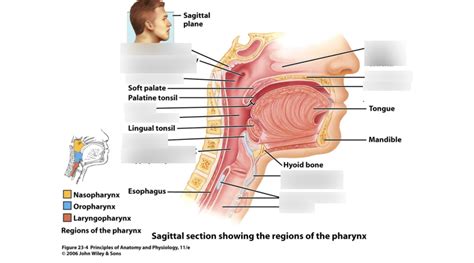 Pharynx Diagram Diagram Quizlet