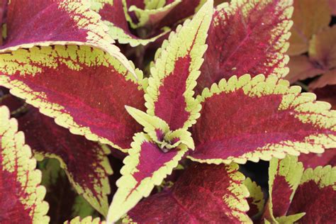 Stranges Garden Center Coleus The Most Versatile Annual Ever