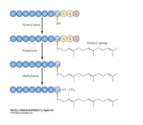 Lecture Post Translational Modification Of Proteins A Focus On