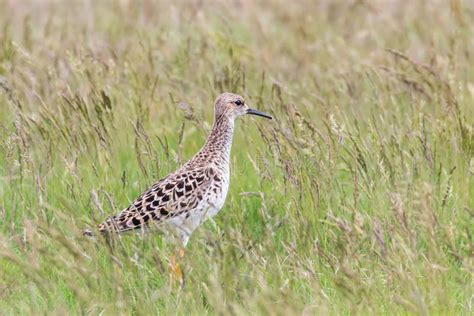 Ruff Bird On Grassland Philomachus Pugnax Ruff Wader Bird Stock Image