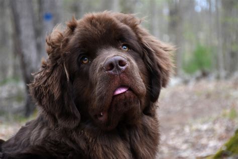 Newfoundland Breed Information Guide Photos Traits And Care Bark Post