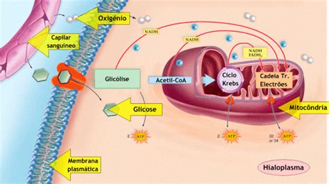 Biologia Enem Atp Adenosina Trifosfato A Moeda Energética Das Células