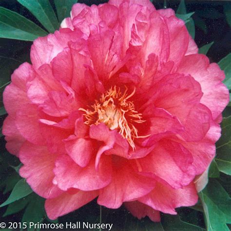 Paeonia Raggedy Ann Intersectional Itoh Peony Raggedy Ann