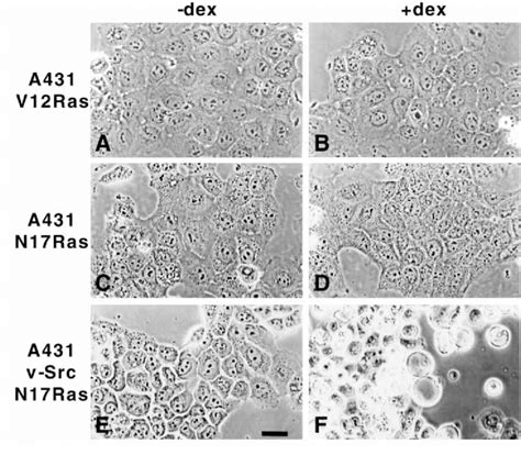 Ras May Not Be Involved In Srcmediated Phenotypic Changes In