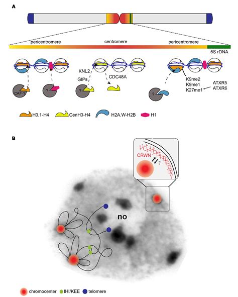 Figure From Structure And Function Of Centromeric And Pericentromeric