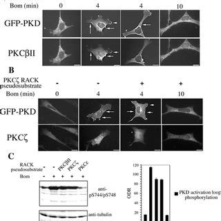 Effect Of The Pkc Rack Pseudosubstrate On The Intracellular