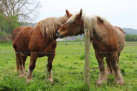 Percheron Horse Breed Profile