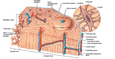 Histology Of Bone Nursing Lecture