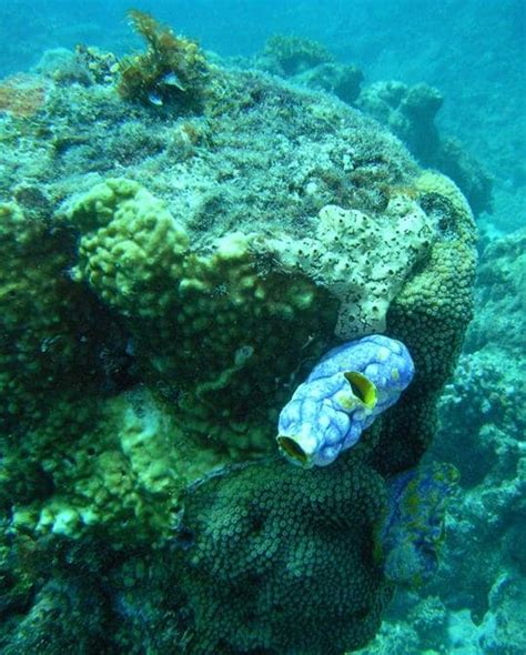 Finding Nemo Scuba Diving The Great Barrier Reef The Quest For Awesome