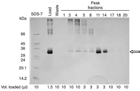 Sds Page Analysis Of Size Exclusion Chromatography Peak Fractions From