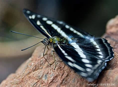 A Butterfly In The Himalayas Ein Schmetterling Im Himalaya Https