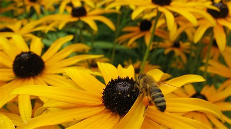 Linking Agricultural Biodiversity And Food Security The Valuable Role Of Agrobiodiversity For