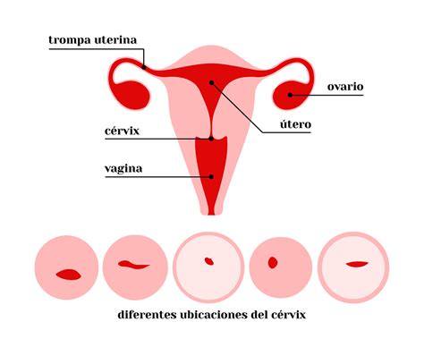 Ubica Tu C Rvix E Identifica Tu Profundidad Vaginal Vera Ciclos