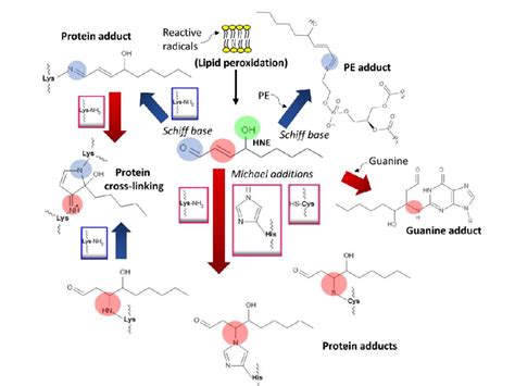 Protein Adducts Are Generated By The Reaction Of Amino Imidazole And