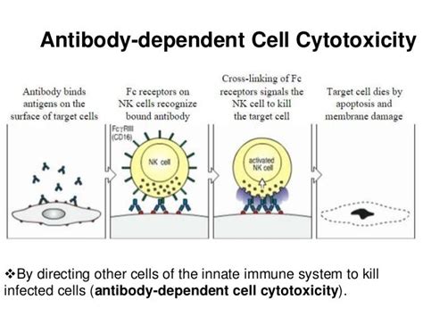 Effector Functions Of Immune System